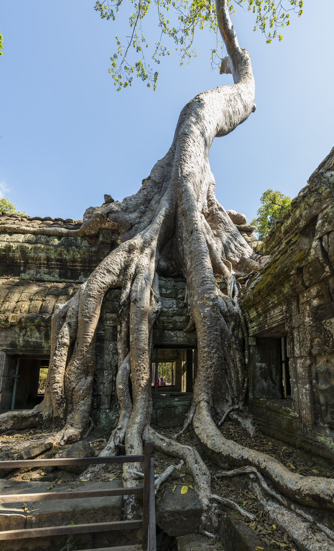 Ta Prohm