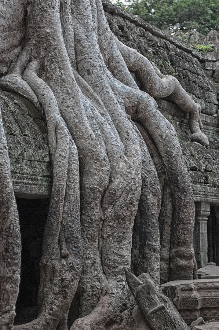 Ta Prohm – der Dschungel-Tempel