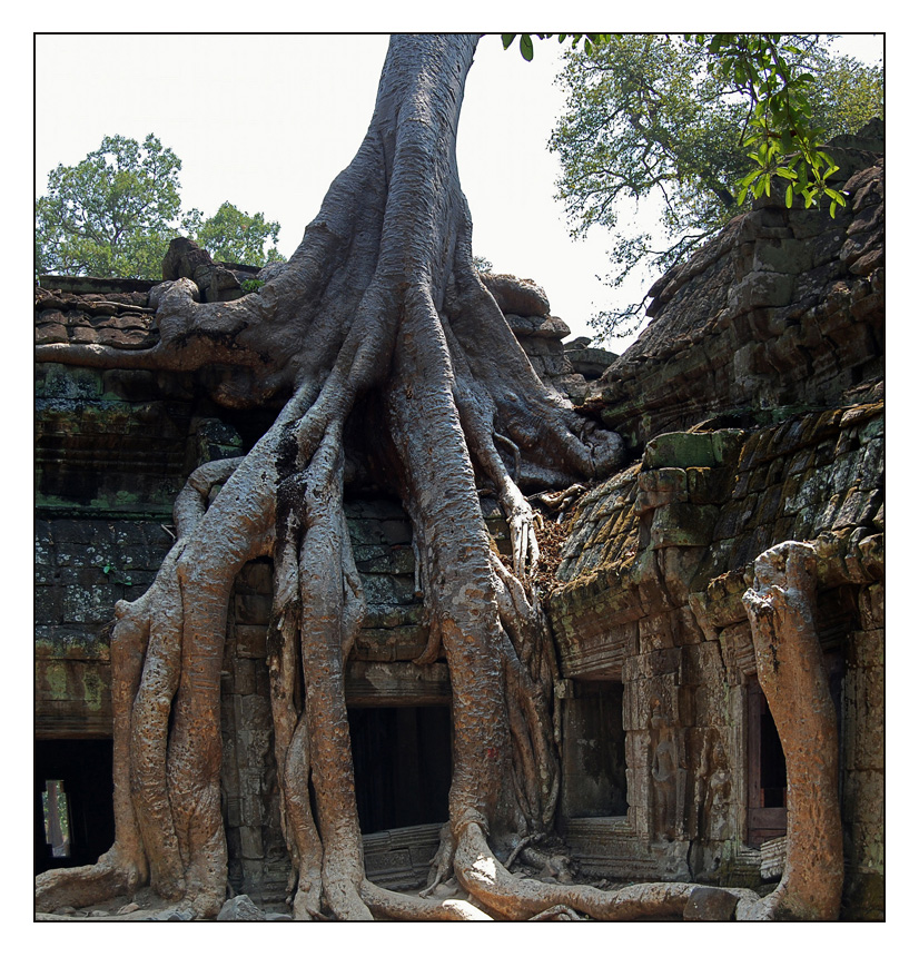 Ta Prohm - Der Klassiker