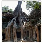 Ta Prohm - Der Klassiker