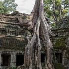 ...Ta Prohm - der Urwaldtempel...