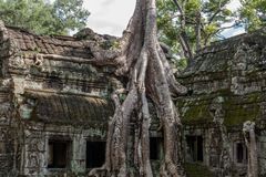 ...Ta Prohm - der Urwaldtempel...