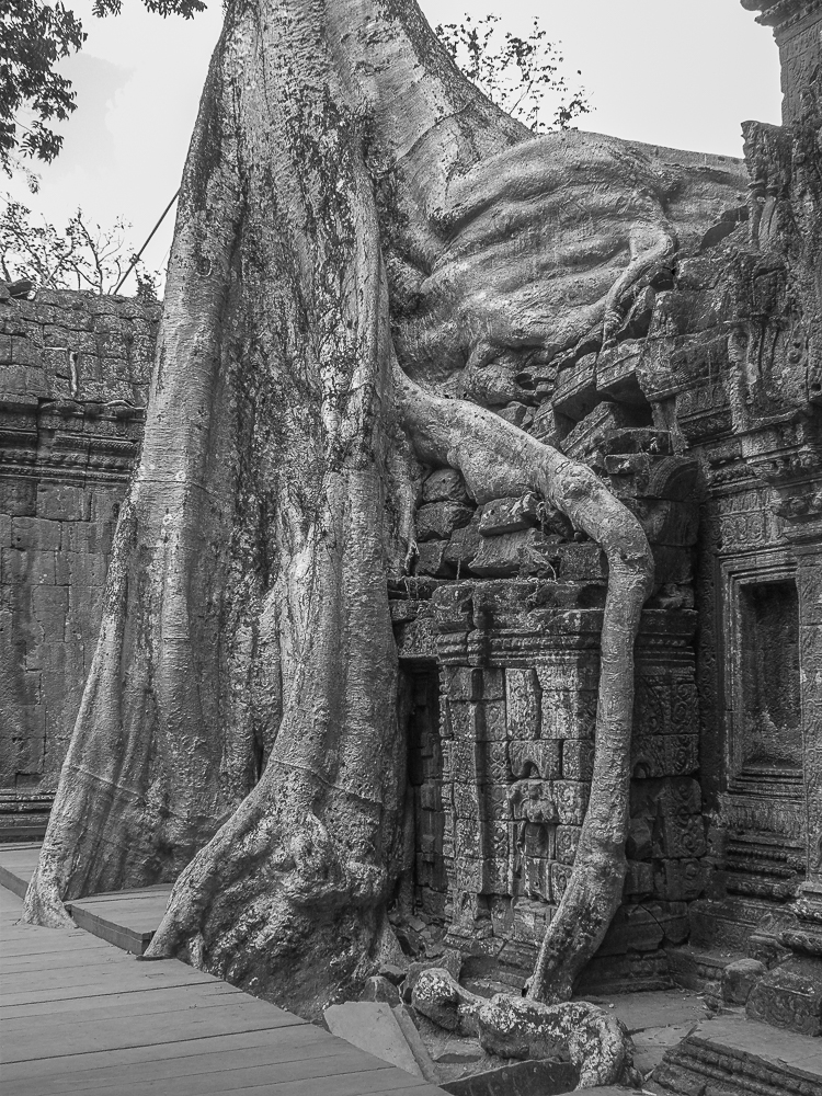 Ta Prohm (Die Natur holt sich ihren Platz zurück)