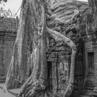 Ta Prohm (Die Natur holt sich ihren Platz zurück)