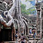 Ta Prohm étranglé par les racines