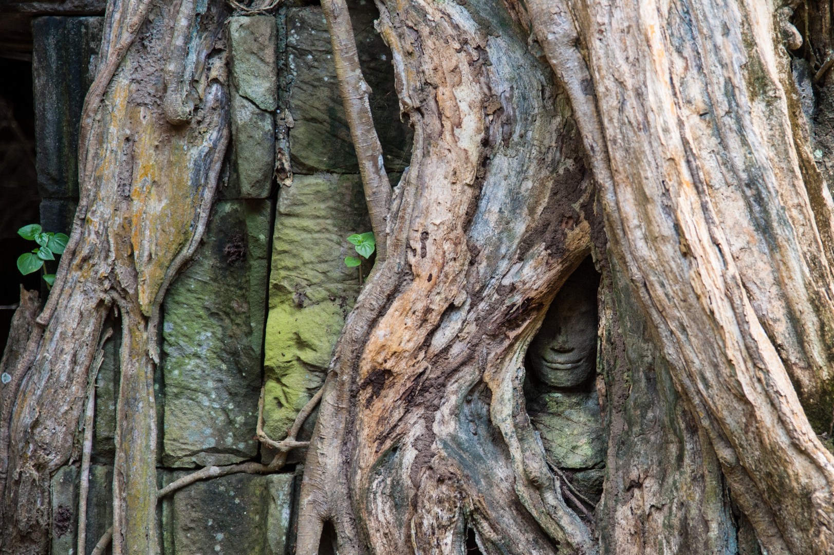 Ta Prohm