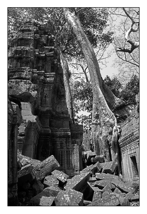 Ta Prohm II sw