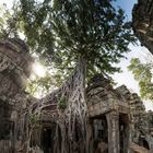 Ta Prohm III