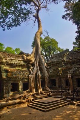 Ta Prohm im Würgegriff