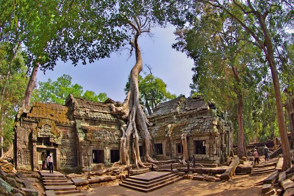 Ta Prohm in voller Pracht