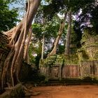 Ta Prohm / Kambodscha 