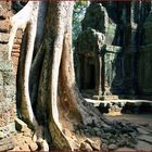 Ta Prohm Kloster Cambodia