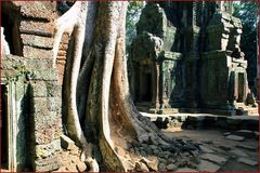 Ta Prohm Kloster Cambodia