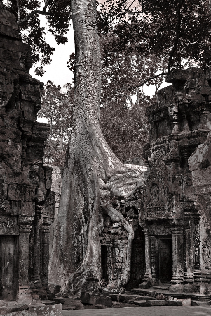 Ta Prohm sw