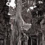 Ta Prohm sw