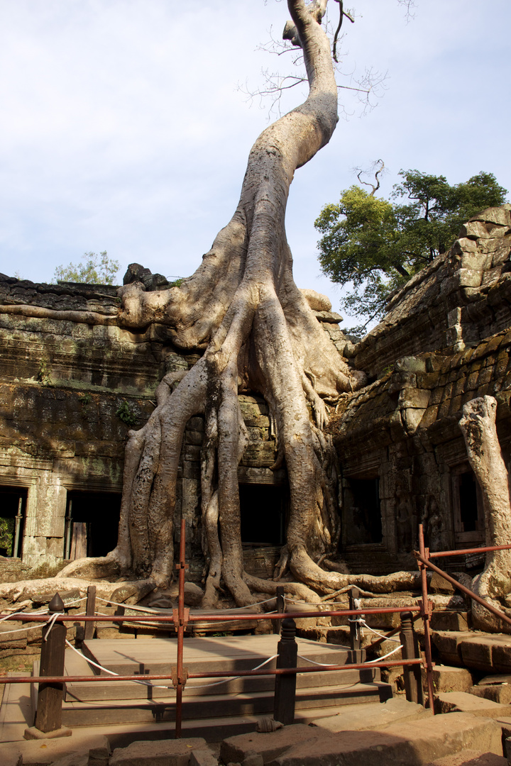 Ta Prohm Tempel in Angkor