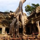 Ta Prohm Tempel in Angkor