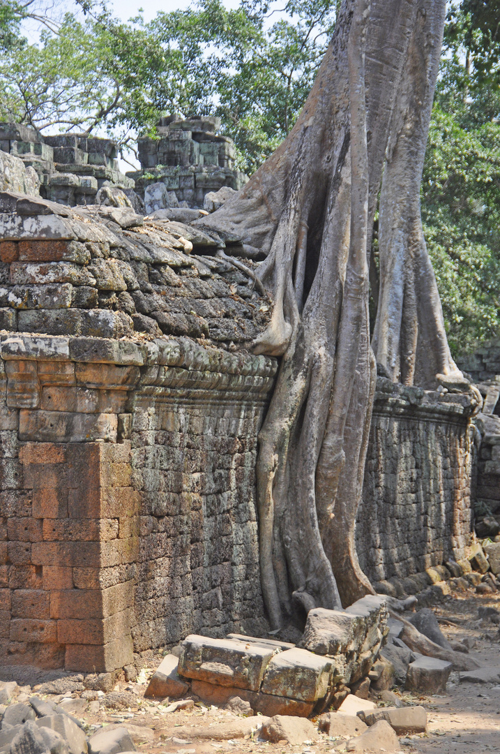 Ta Prohm Temple (2)