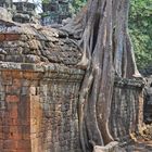 Ta Prohm Temple (2)