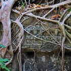 ta prohm temple