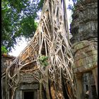 ta prohm temple