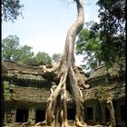 ta prohm temple II