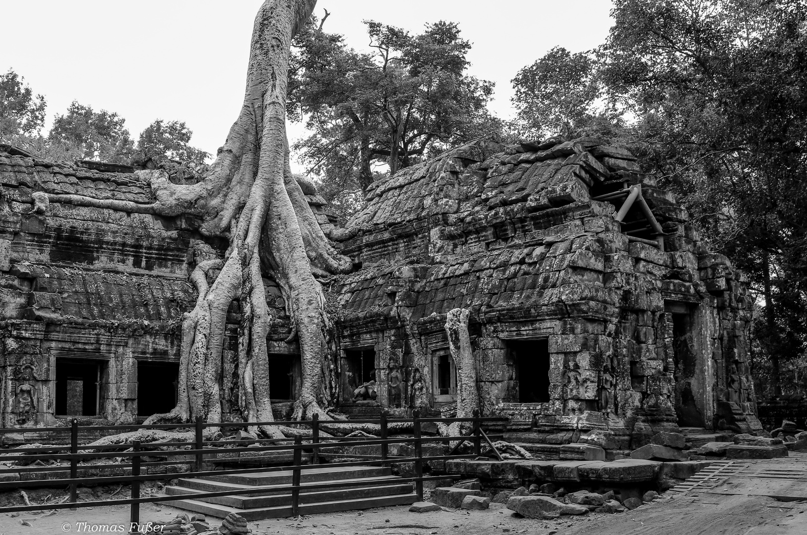 Ta Prohm ( Tomb Rider )