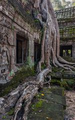 Ta Prohm_KHM_5452