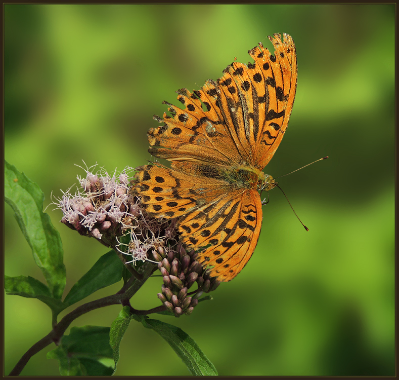 Tabac d'Espagne (Argynnis paphia) - Kaisermantel