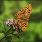 Tabac d'Espagne (Argynnis paphia) - Kaisermantel