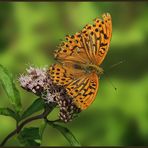 Tabac d'Espagne (Argynnis paphia) - Kaisermantel