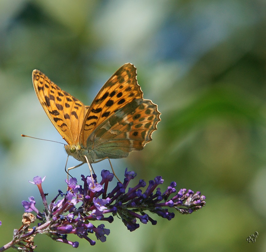 Tabac et Buddleia