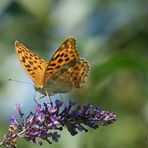 Tabac et Buddleia