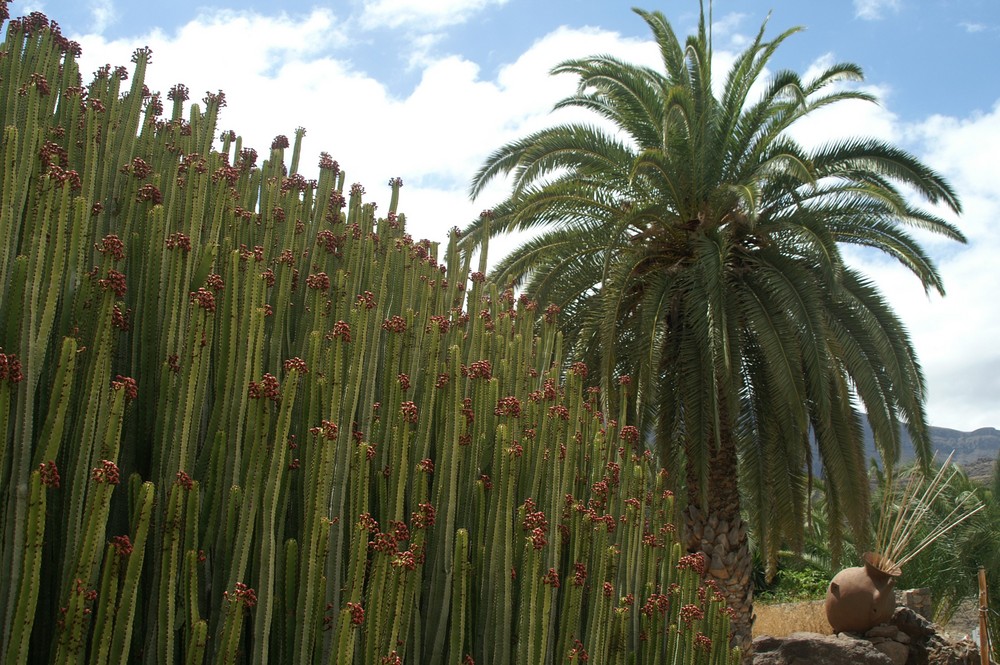 TABAIBAS CANARIAS