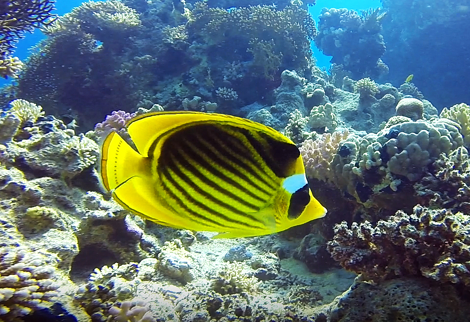 Tabak-Falterfisch im Roten Meer