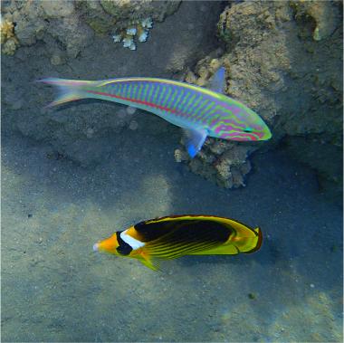 Tabak-Falterfisch und sein Regenbogen-Buddy