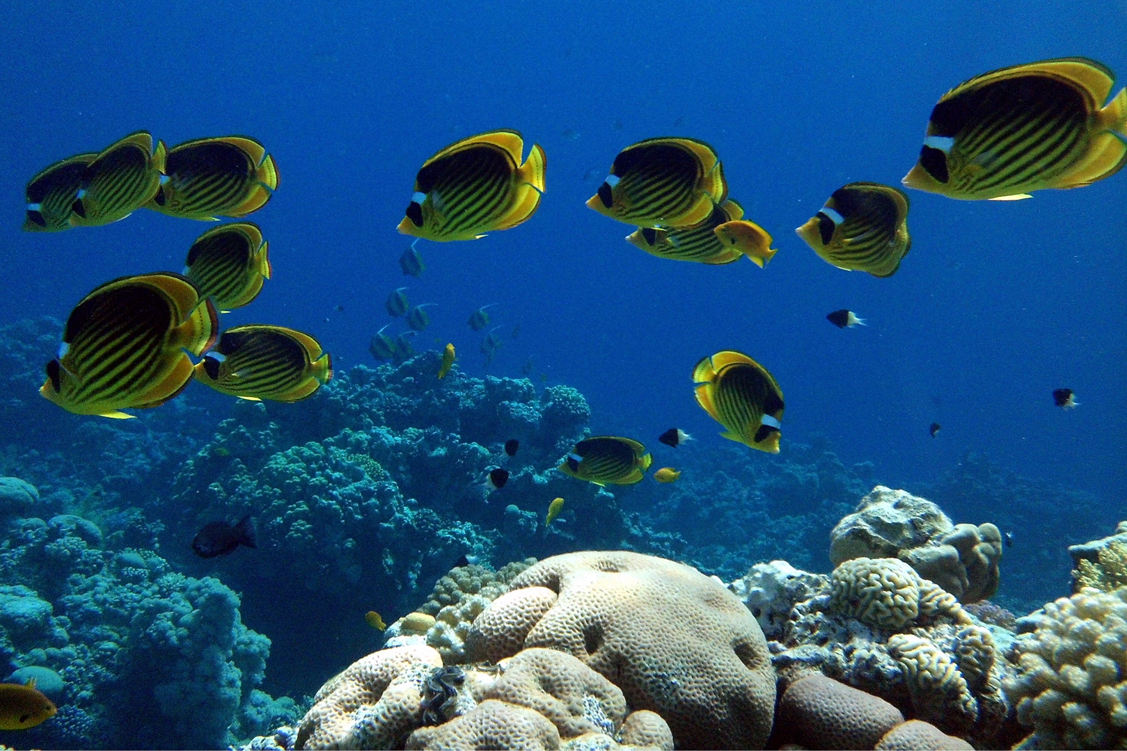 Tabak-Falterfische (Chaetodon fasciatus) über diversen Korallen