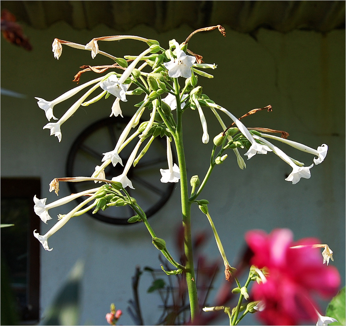 Tabakanbau im Garten -