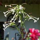 Tabakanbau im Garten -