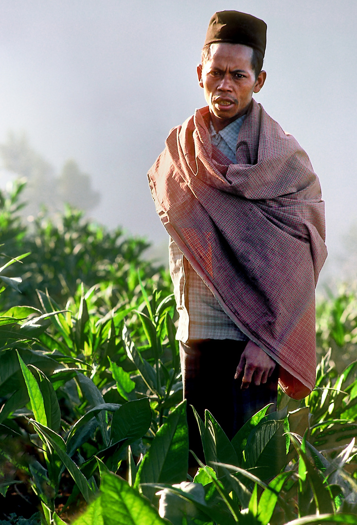 Tabakbauer, Dieng Plateau