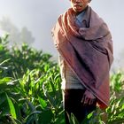 Tabakbauer, Dieng Plateau