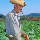 Tabakbauer in Viñales