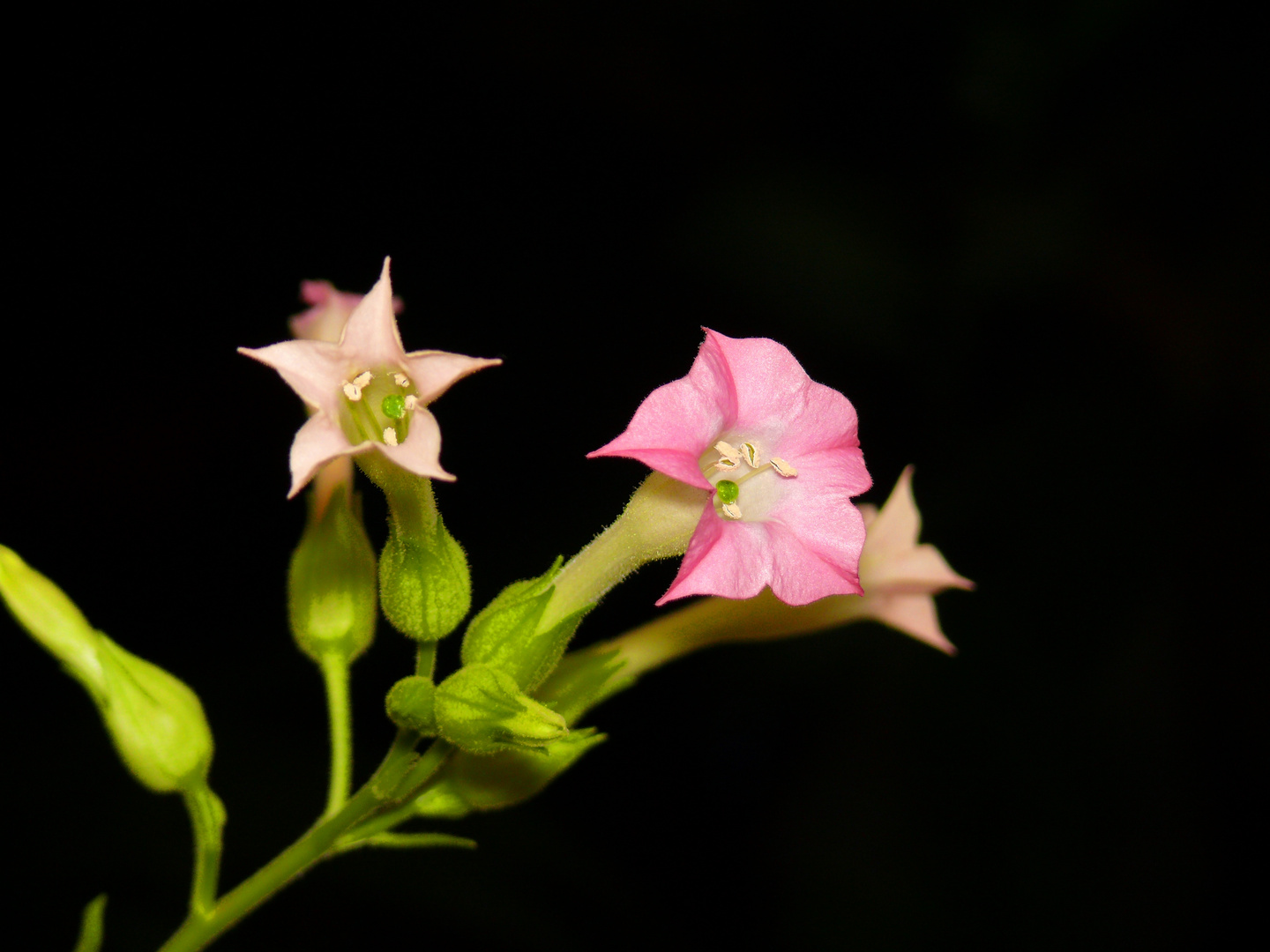 Tabakblüte