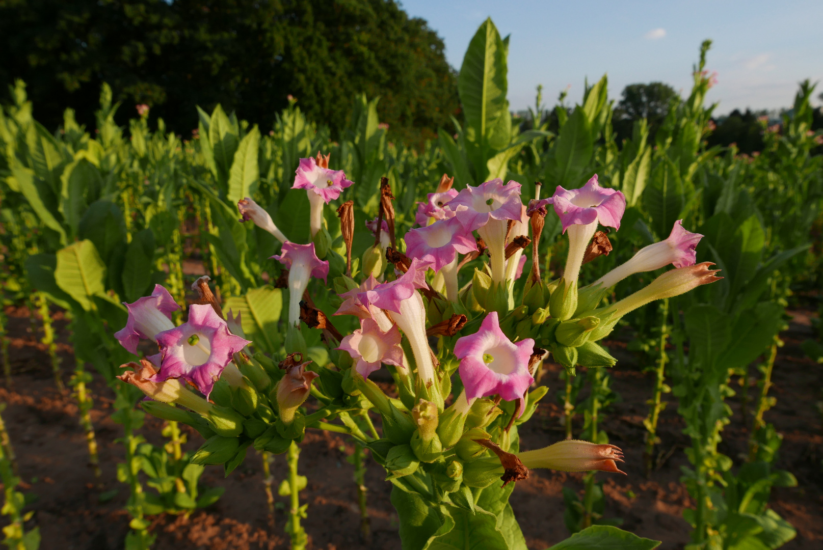 Tabakblüte