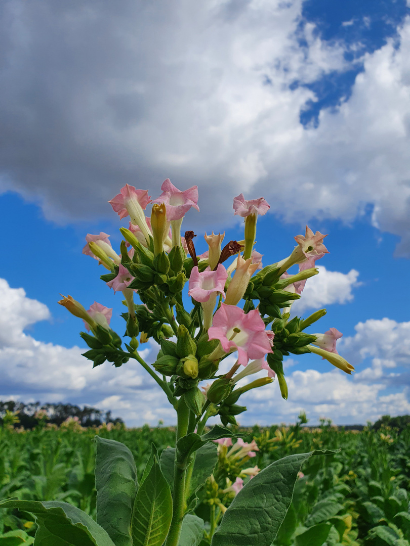 Tabakblüte