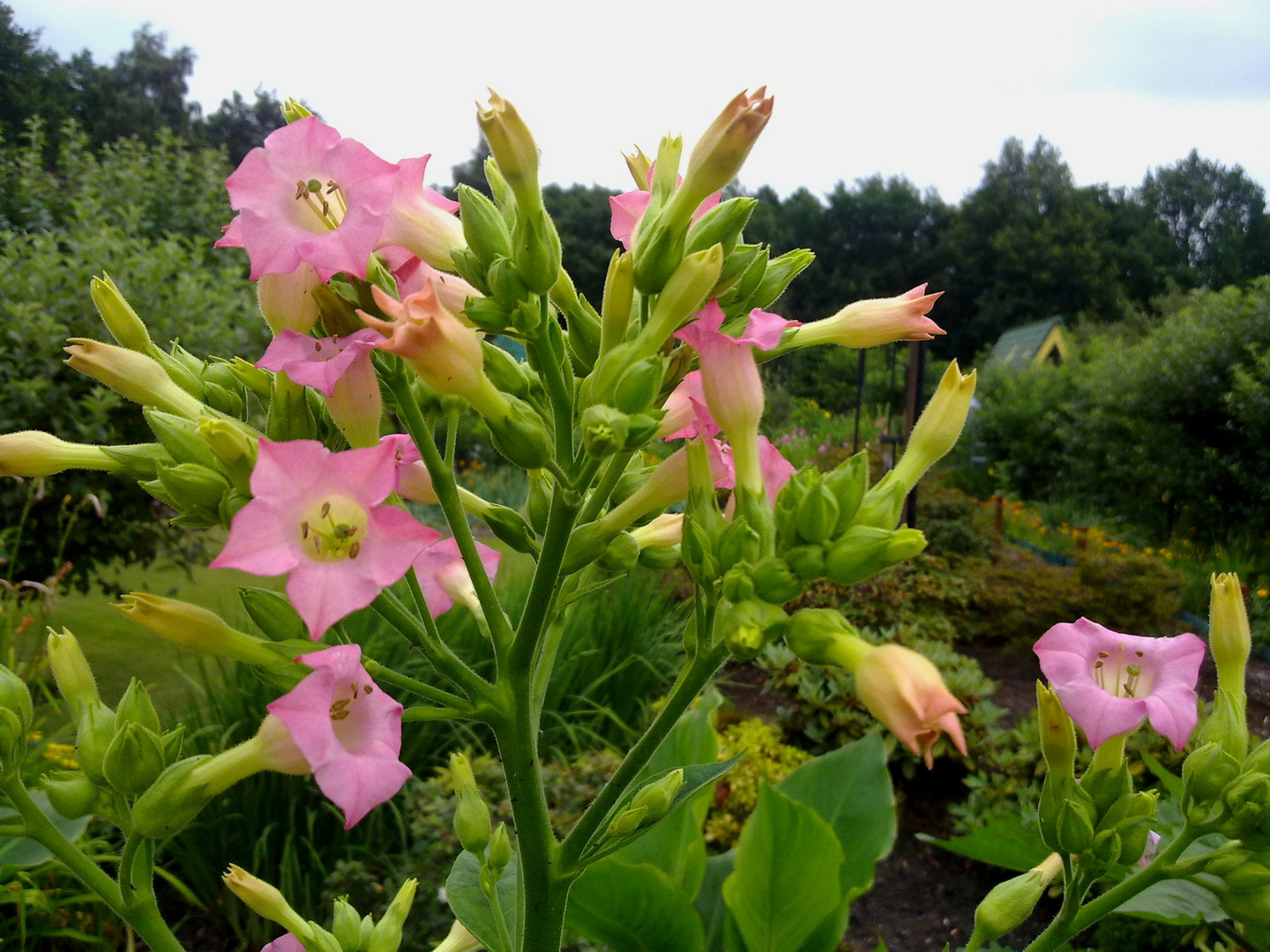 Tabakblüte