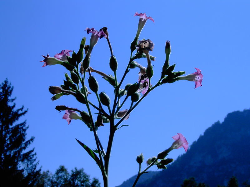 Tabakblüten