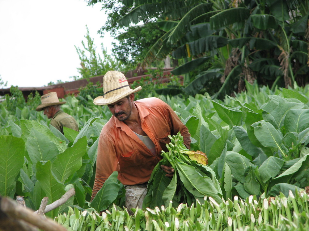 Tabakernte in Pinar del Rio