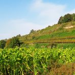 Tabakfeld am Kaiserstuhl