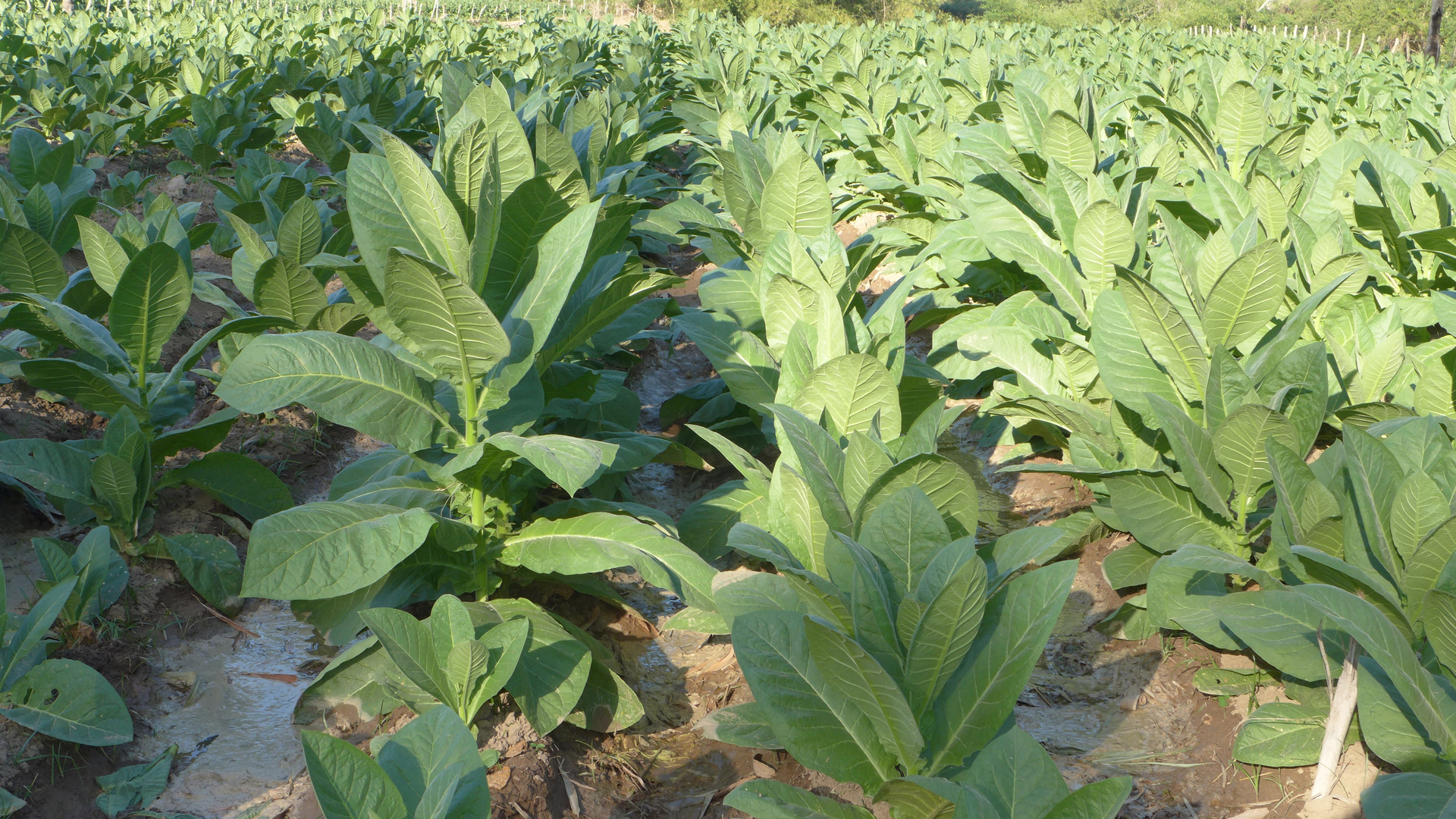Tabakfeld bei Pinar del Rio